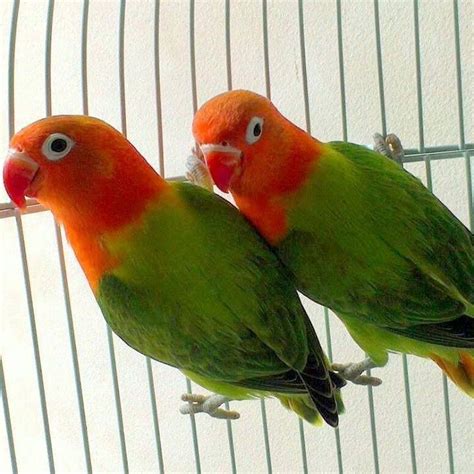 Pin By Michael On Birds And Animals African Lovebirds Love Birds