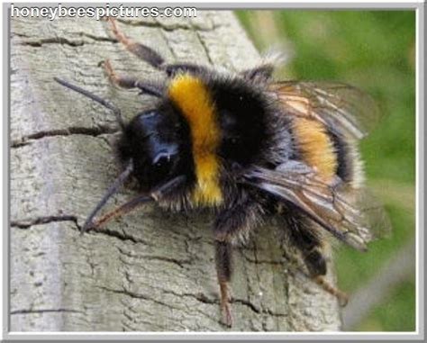 Love These Fuzzy Bumble Bees~ Honey Wont You Bee Mine Pinterest