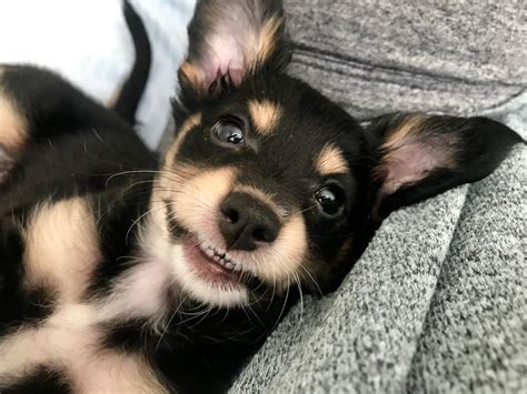 Puppy Smiles Ranimalssmiling