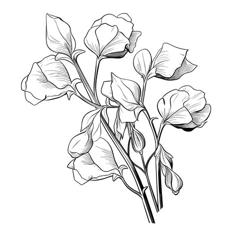 Premium Vector Hand Drawn Sketch Sweet Pea Flower Illustration