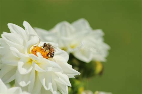 Bee On White Flower Stock Image Image Of Canberra White 29925849