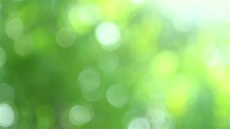 Green Nature Backgroundblurred Abstract Bokeh Green Tree Leaves Stock