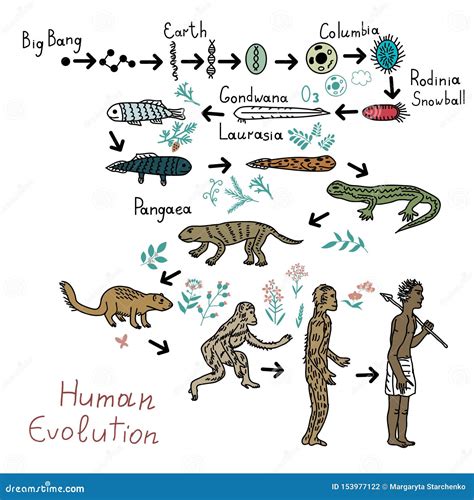 Evolution Of Human Skull Sahelanthropus Tchadensis Australopithecus