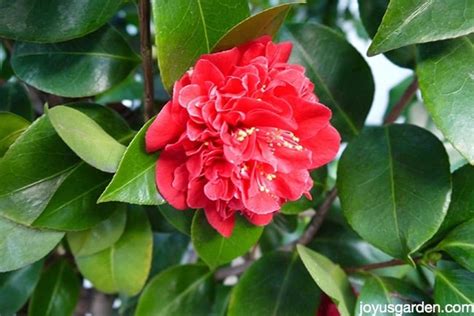How I Feed Camellias With Great Success