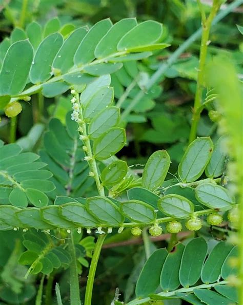 Phyllanthus Urinaria L Plants Of The World Online Kew Science