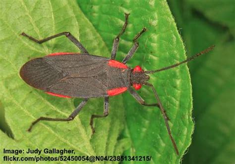 15 Red And Black Bugs Pictures Insect And Bug Identification
