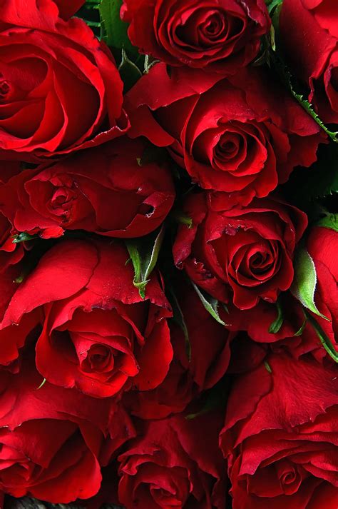 View 23 Love Romantic Red Rose Wallpaper Photos Flowers Pics Supraman