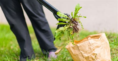 The Importance Of Seasonal Weed Control In Memphis Personal Lawn Care