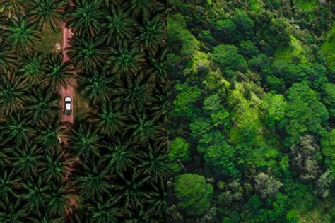 Luasan Hutan Di Jawa Barat Semakin Berkurang