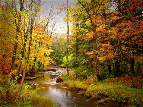 Wallpaper Autumn Nature Forest Rivers Trees Seasons 1600x1200