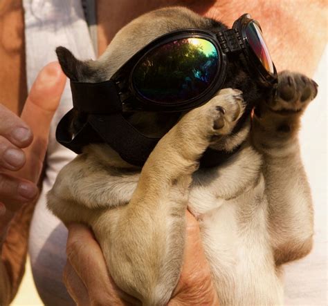 Doggles Dog Sunglasses Au