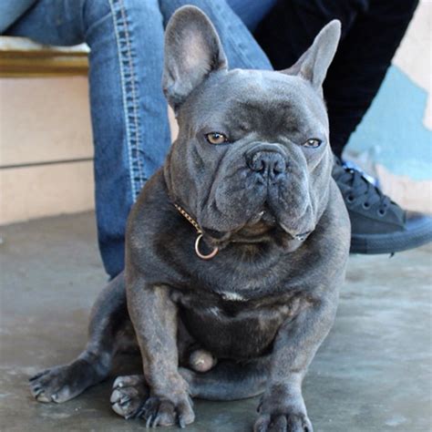 French bulldog information including pictures, training, behavior, and care of french bulldogs and dog breed mixes. 18 Most Beautiful Blue French Bulldog Pictures