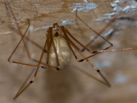 Cellar Spiders As Interesting As They Are Common