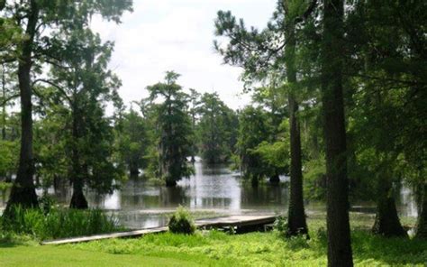 Lake Bistineau Visit Webster Parish Louisiana
