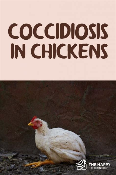 Coccidiosis In Chickens How To Identify And Treat