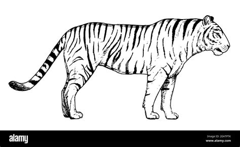 Trama Tesauro Desfavorable Dibujo Lapiz Tigre Responder Real Arenoso