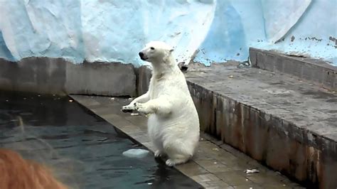 Norm Of The North In Real Life Polar Bear Youtube