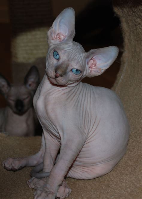 Sphynx Breeder Sphynx Pictures Hairless Cats Sphynx Cats N O C
