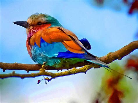 Пестрые птицы красивые фото и картинки — Каталог Фото