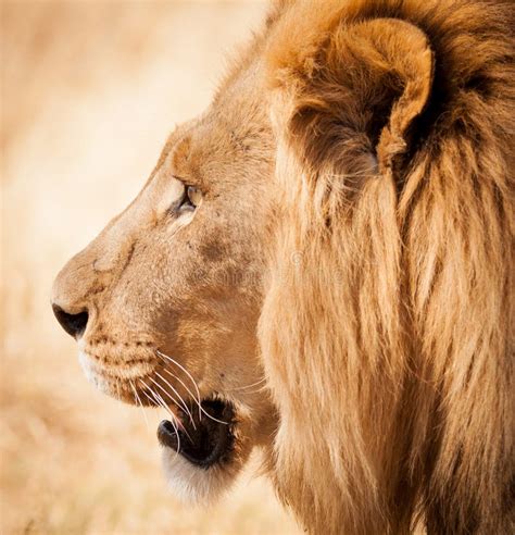 Lion Head Side Profile In Zambia Africa Stock Photo Image 41149930