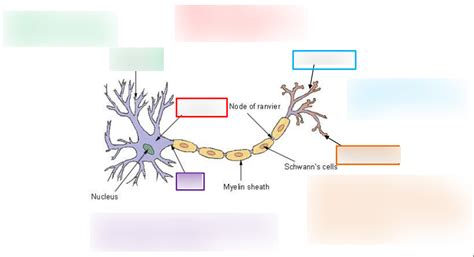 Chapter 12 Structure Of Neurons Diagram Quizlet