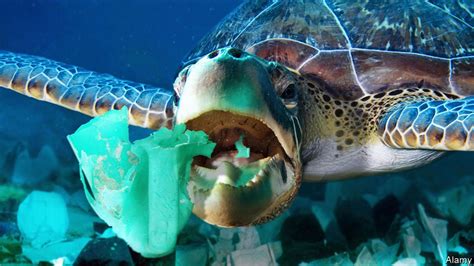 Ocean Pollution Plastic Rubbish Smells Good To Turtles Science