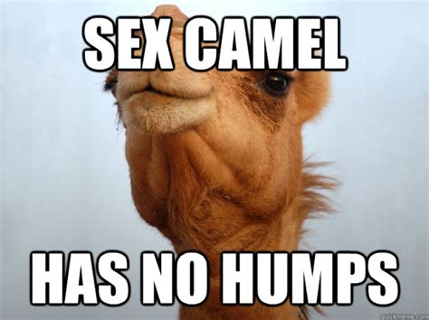 37 Very Funny Camel Memes Images Pictures And Photos Picsmine