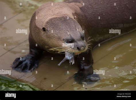 Giant Otter Pteronura Brasiliensis Also Known As The Giant River