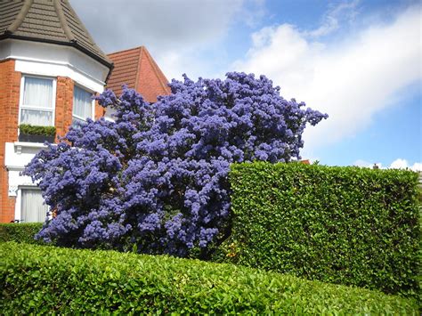 Maybe you would like to learn more about one of these? Blue Flowers Dense Tree Photograph by Basant Soni
