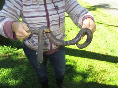 This Giant Worm Was Found In Brisbane Possibly A Giant Gippsland