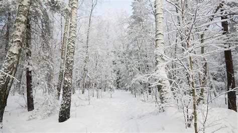 Wallpaper Forest Winter Trees Snow Landscape Hd Widescreen High