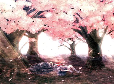 Cherry Tree Blossoms Pink Leafed Trees Illustration Artistic Anime