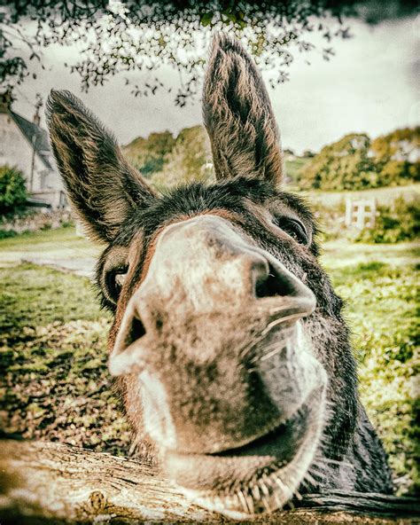 Donkey Kiss Photograph By Colin Kemp