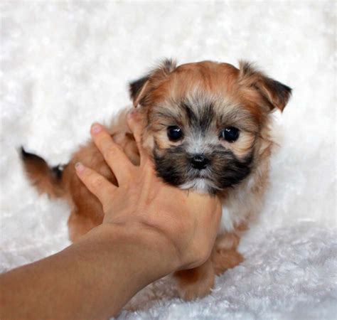 Micro Teacup Morkie Puppy For sale! XX Cobby and square bodied