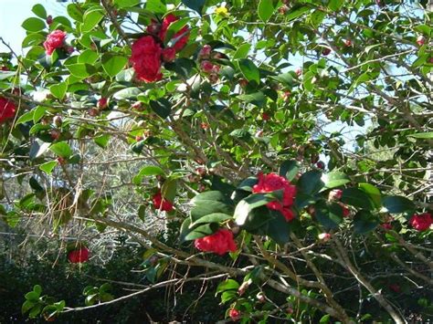 There is no cure so the treatment is to cut the cane four to six inches below the viruses may appear on roses, usually on bushes sold ten or more years ago. How to Propagate a New Rose Bush From Its Roots | Plants ...