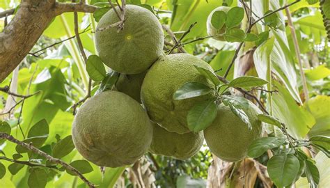 Plant growth, leaf fall and ion contents were investigated. Salt-Tolerant Fruit Trees | Garden Guides