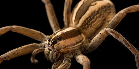 Bed Bug Vs Mosquito Bites In 7 Points Explained! | Y-L-P-C