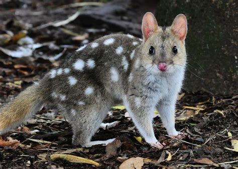 Attempt To Reverse Extinction Of Eastern Quoll On Mainland Australia