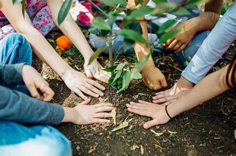 Earth Day Planting The Trees Stock Photo Download Image