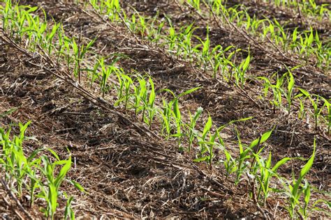 no till corn at 4 5 leaf stage growing on beds where no till cotton and no till corn have grown