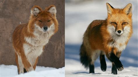 11 Dogs That Look Like A Fox Pethelpful