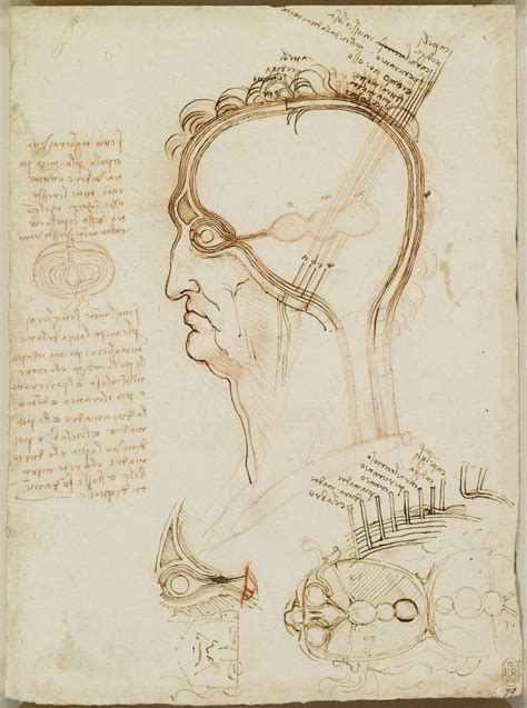 Leonardo Da Vinci 1452 1519 Recto The Layers Of The Scalp And The