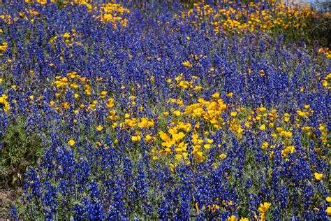 Arizona Wildflowers Regensburger Photography