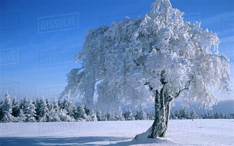 Germany Black Forest Snow Covered Trees Stock Photo