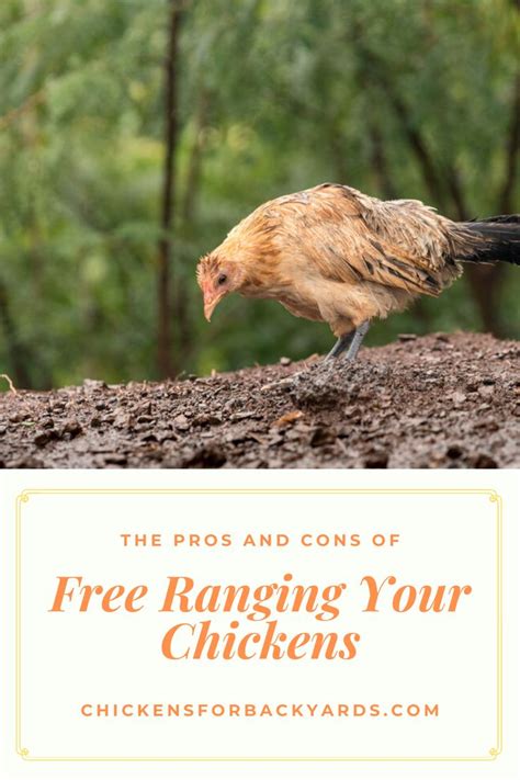 The Pros And Cons Of Free Ranging Your Chickens Chickens For