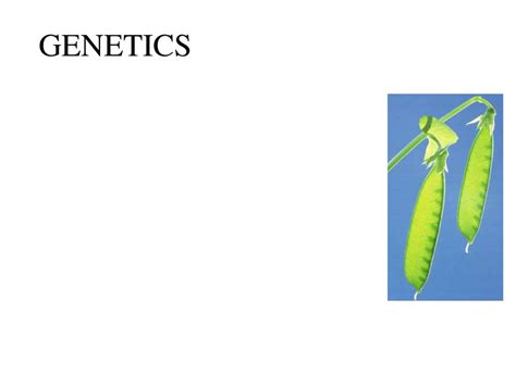 Genetics Mendelian Principles Online Presentation