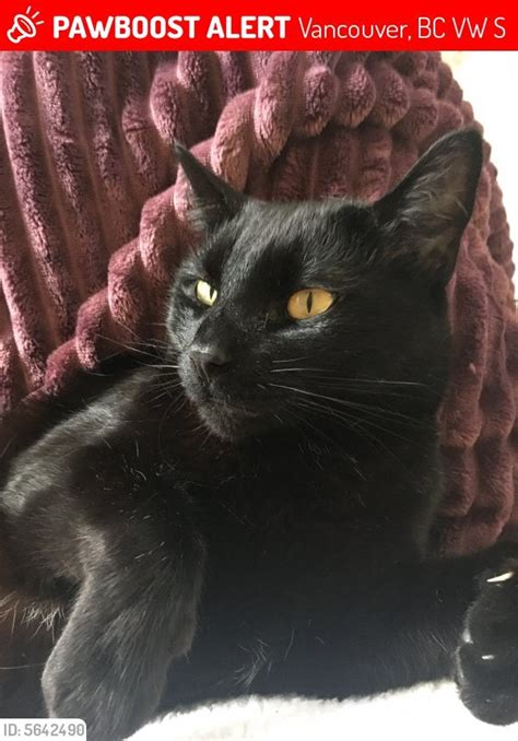 Lost Black Cat 43rd And Knight Street Area Vancouver