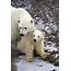 Polar Bear Family Picture Churchill Manitoba  Photo Information