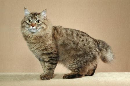 list  cat breeds  pictures  names