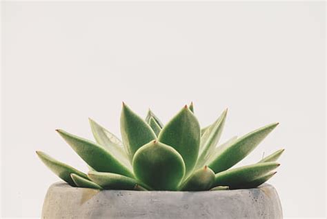 Online crop | HD wallpaper: Three Green Assorted Plants in White ...
